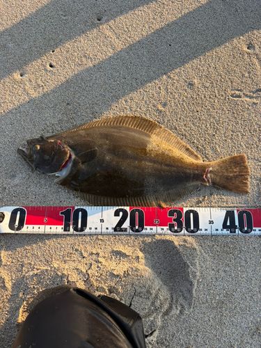 ヒラメの釣果