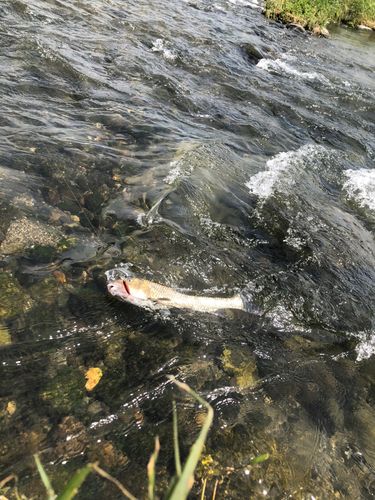 ニゴイの釣果