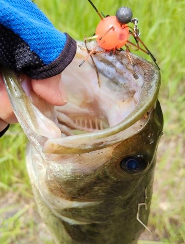 ブラックバスの釣果