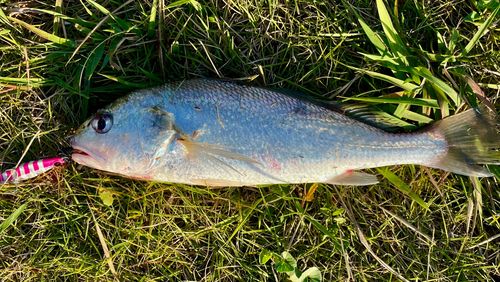 イシモチの釣果