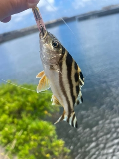 コトヒキの釣果