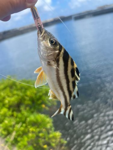コトヒキの釣果