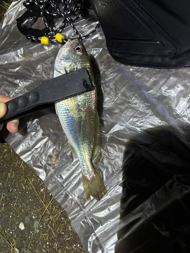 シログチの釣果
