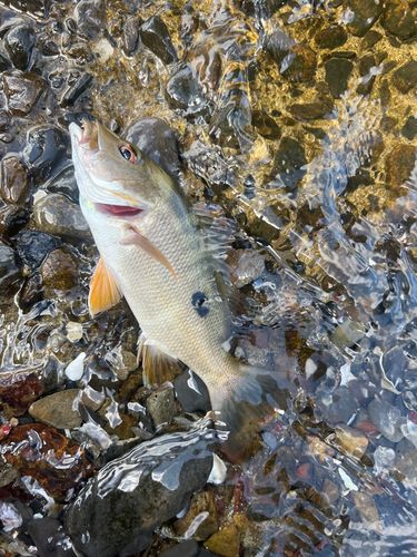 イッテンフエダイの釣果