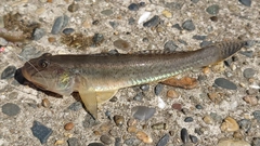 マハゼの釣果