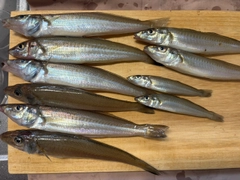 シロギスの釣果
