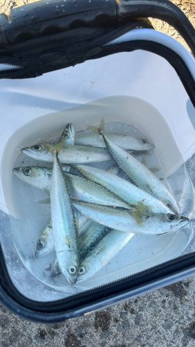 サバの釣果