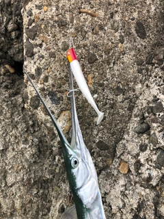 ダツの釣果