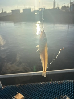シロギスの釣果