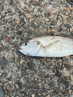 イシモチの釣果