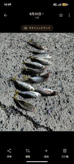 マアジの釣果