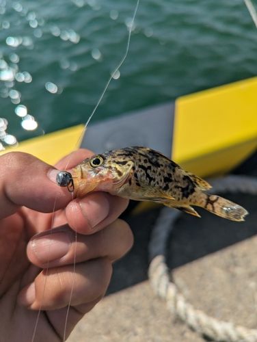 ソイの釣果