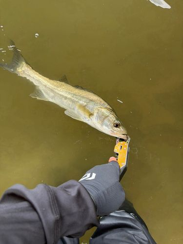 スズキの釣果
