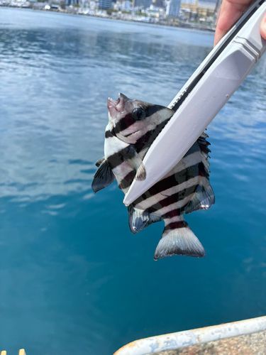 イシガキダイの釣果
