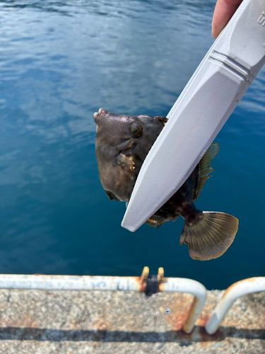 カワハギの釣果