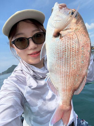 マダイの釣果