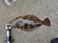 ソゲの釣果