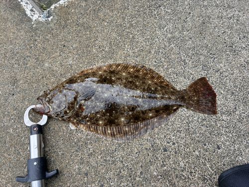 ソゲの釣果