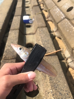 シロギスの釣果