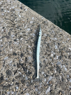 ダツの釣果