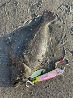 ヒラメの釣果