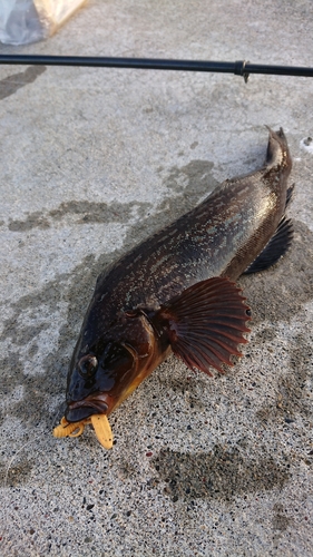 アイナメの釣果