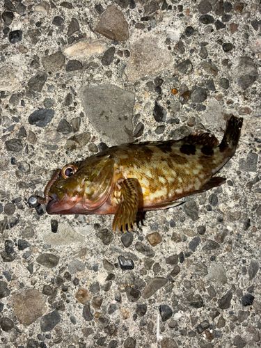カサゴの釣果