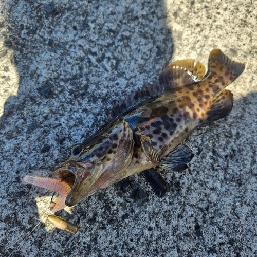 チャイロマルハタの釣果