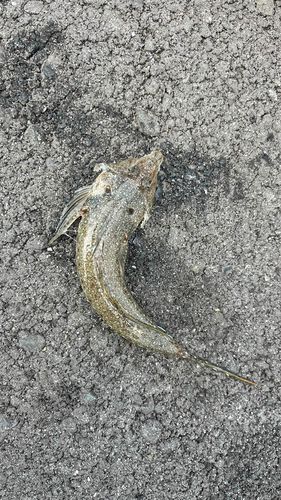 メゴチの釣果