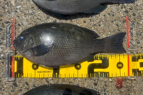 グレの釣果