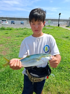 イナダの釣果
