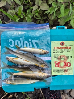 アユの釣果