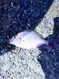 ソウダガツオの釣果