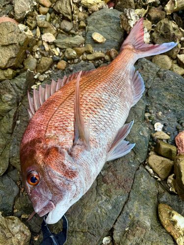 マダイの釣果