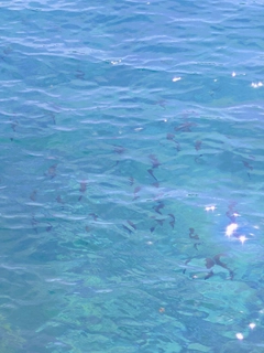 チャリコの釣果