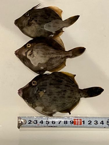 カワハギの釣果