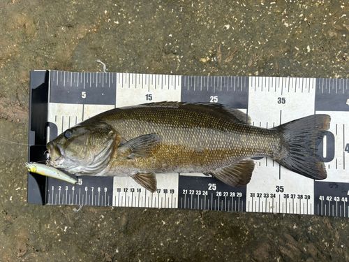 スモールマウスバスの釣果