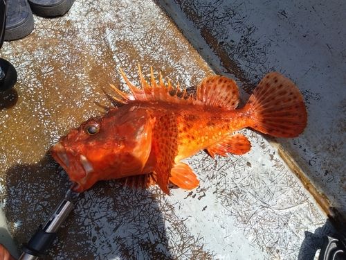 オニカサゴの釣果