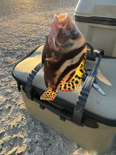 コショウダイの釣果
