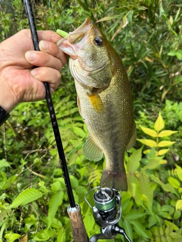 ラージマウスバスの釣果