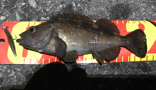 エゾメバルの釣果