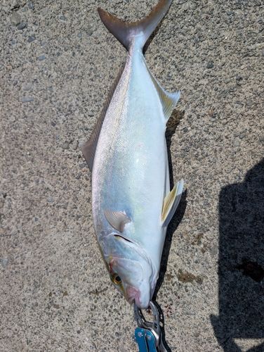 ネリゴの釣果