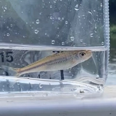 タモロコの釣果