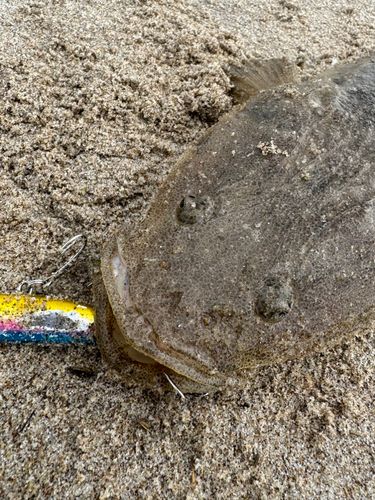 マゴチの釣果
