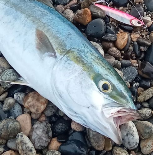 イナダの釣果