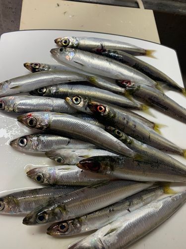 ウルメイワシの釣果