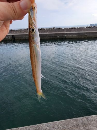 アカカマスの釣果
