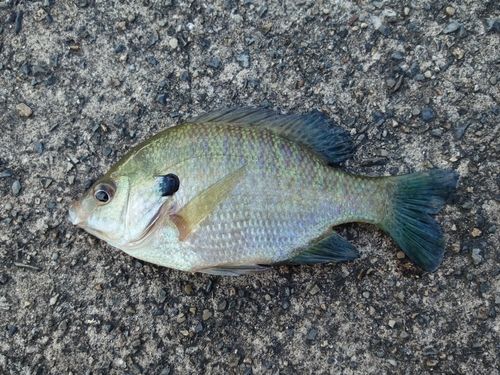 ブルーギルの釣果