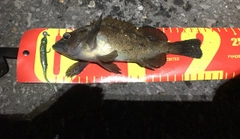 エゾメバルの釣果