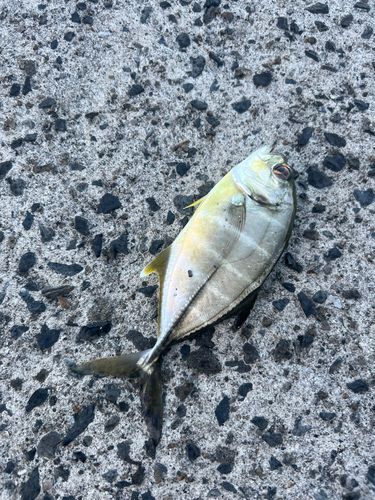 ギンガメアジの釣果